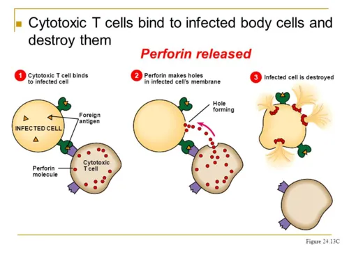 Mode of action of cytotoxic T cells